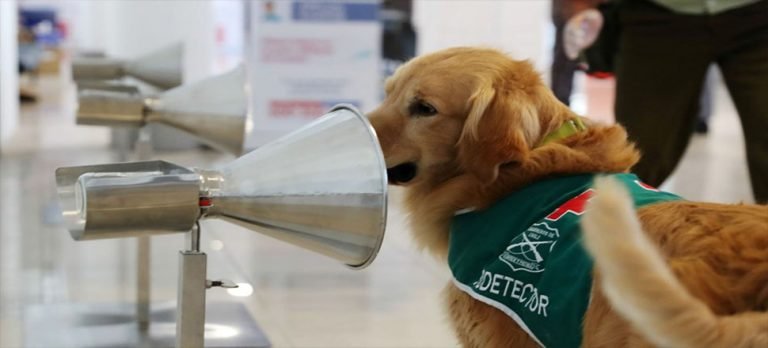 Şili’deki havalimanında Covid-19’a karşı mücadelede köpekler işbaşında