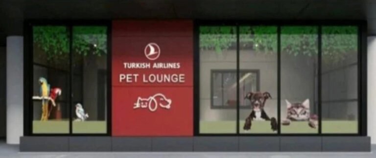 THY’nin Yeni Hizmeti: İstanbul Havalimanı’nda Evcil Hayvanlara Özel ‘Pet Lounge